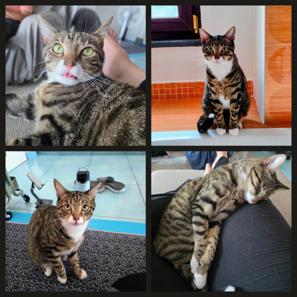 A 4-photo collage of Jasper.